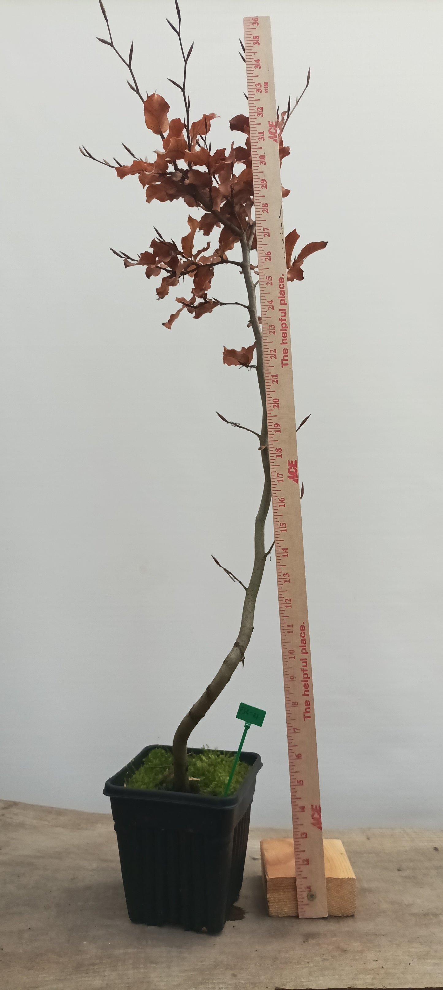 European Beech in a 6" pot (FS6-21)