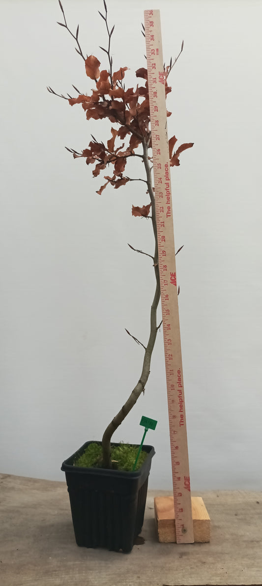 European Beech in a 6" pot (FS6-21)