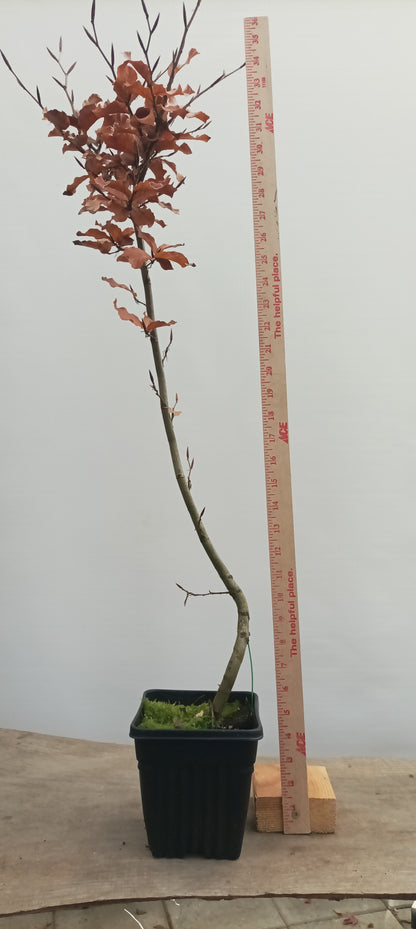 European Beech in a 6" pot (FS6-21)