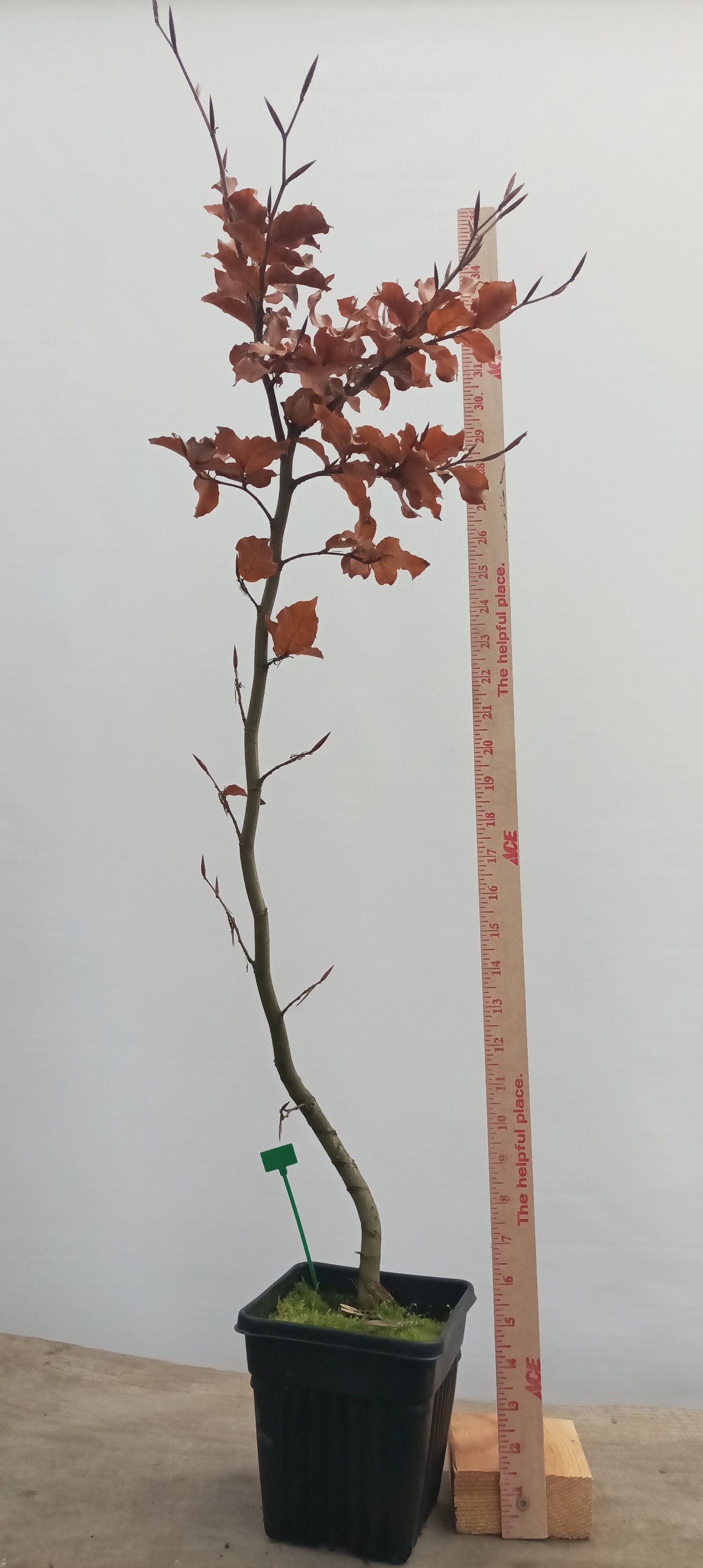 European Beech in a 6" pot (FS6-21)