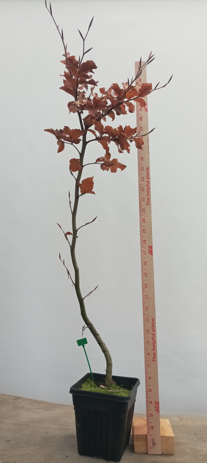 European Beech in a 6" pot (FS6-21)