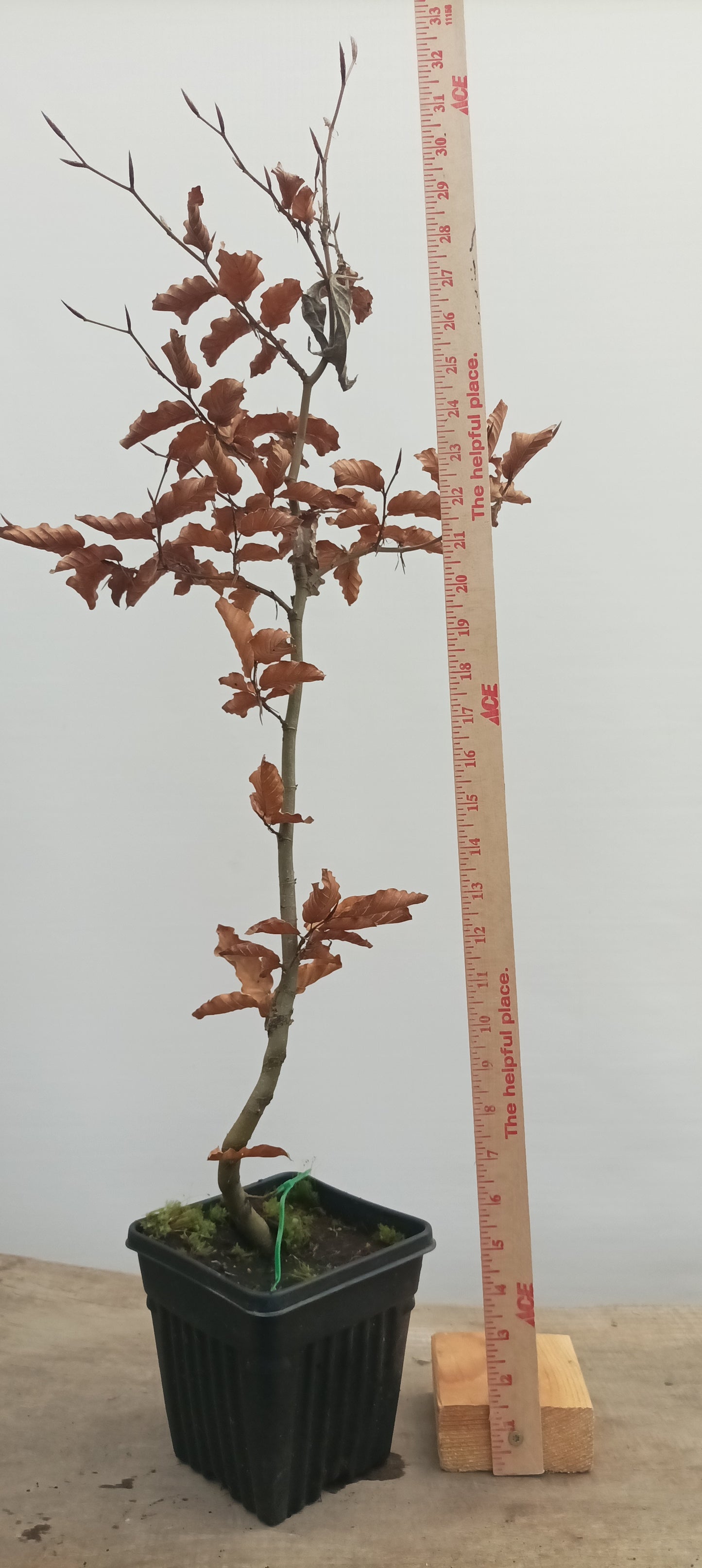 European Beech in a 6" pot (FS6-22)