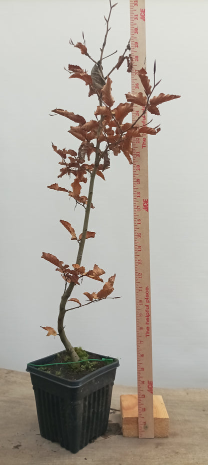 European Beech in a 6" pot (FS6-22)
