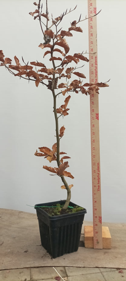 European Beech in a 6" pot (FS6-22)