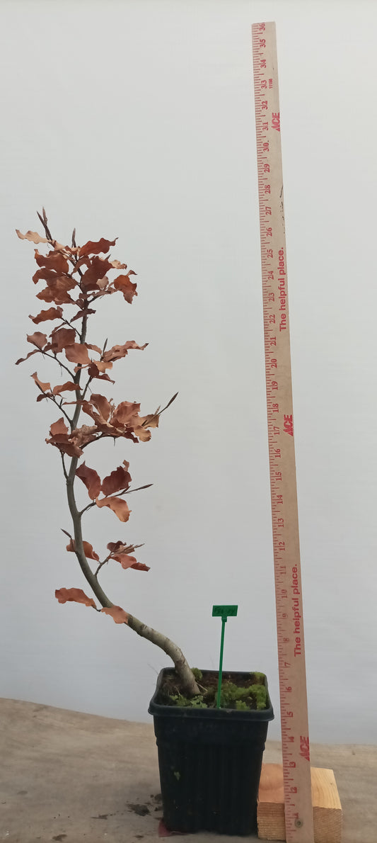 European Beech in a 6" pot (FS6-24)
