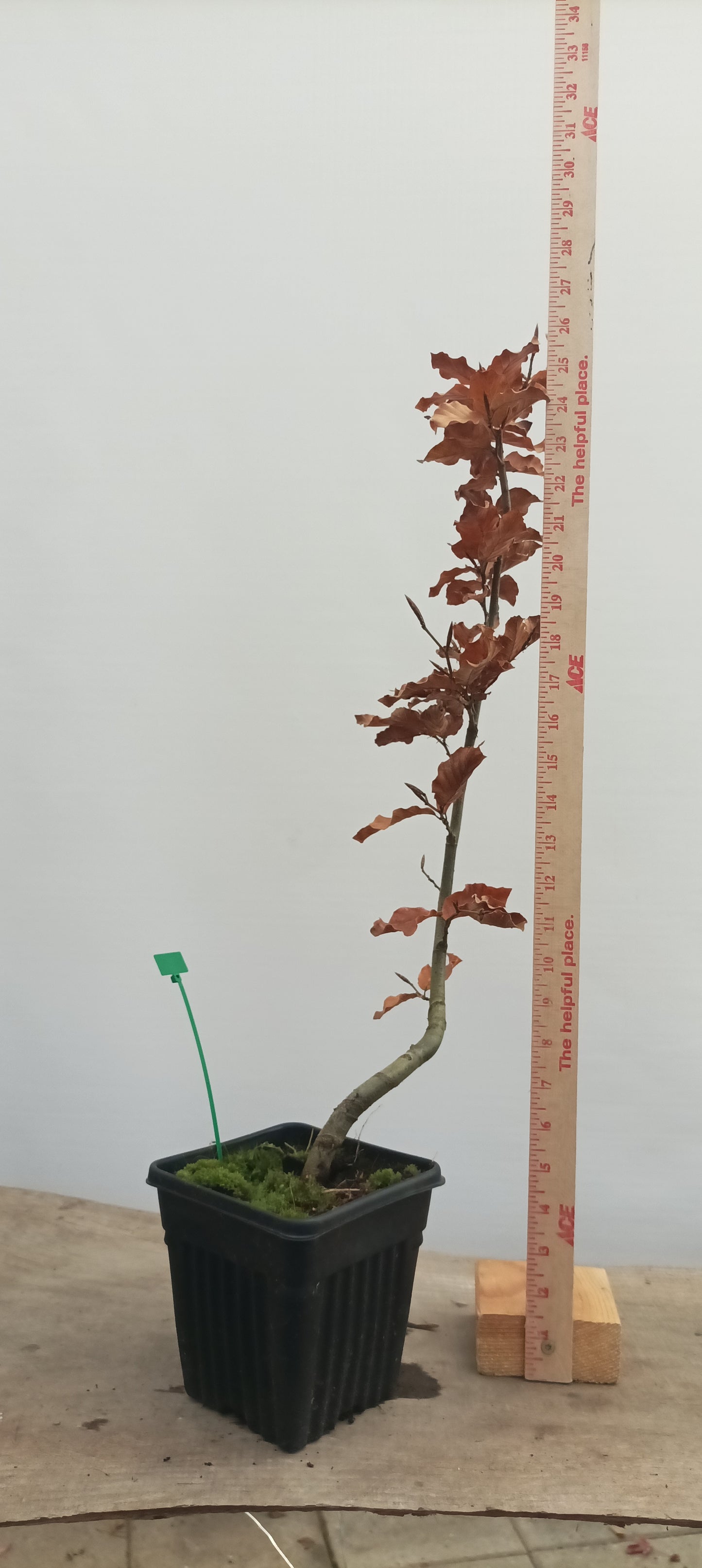 European Beech in a 6" pot (FS6-24)