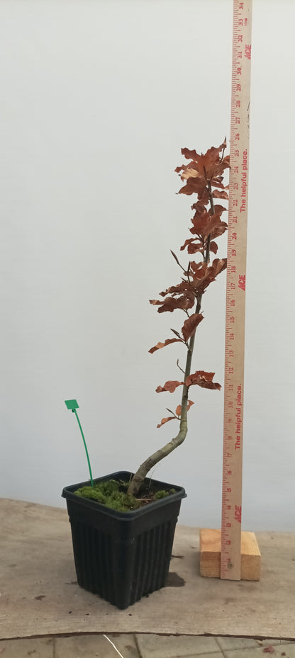 European Beech in a 6" pot (FS6-24)