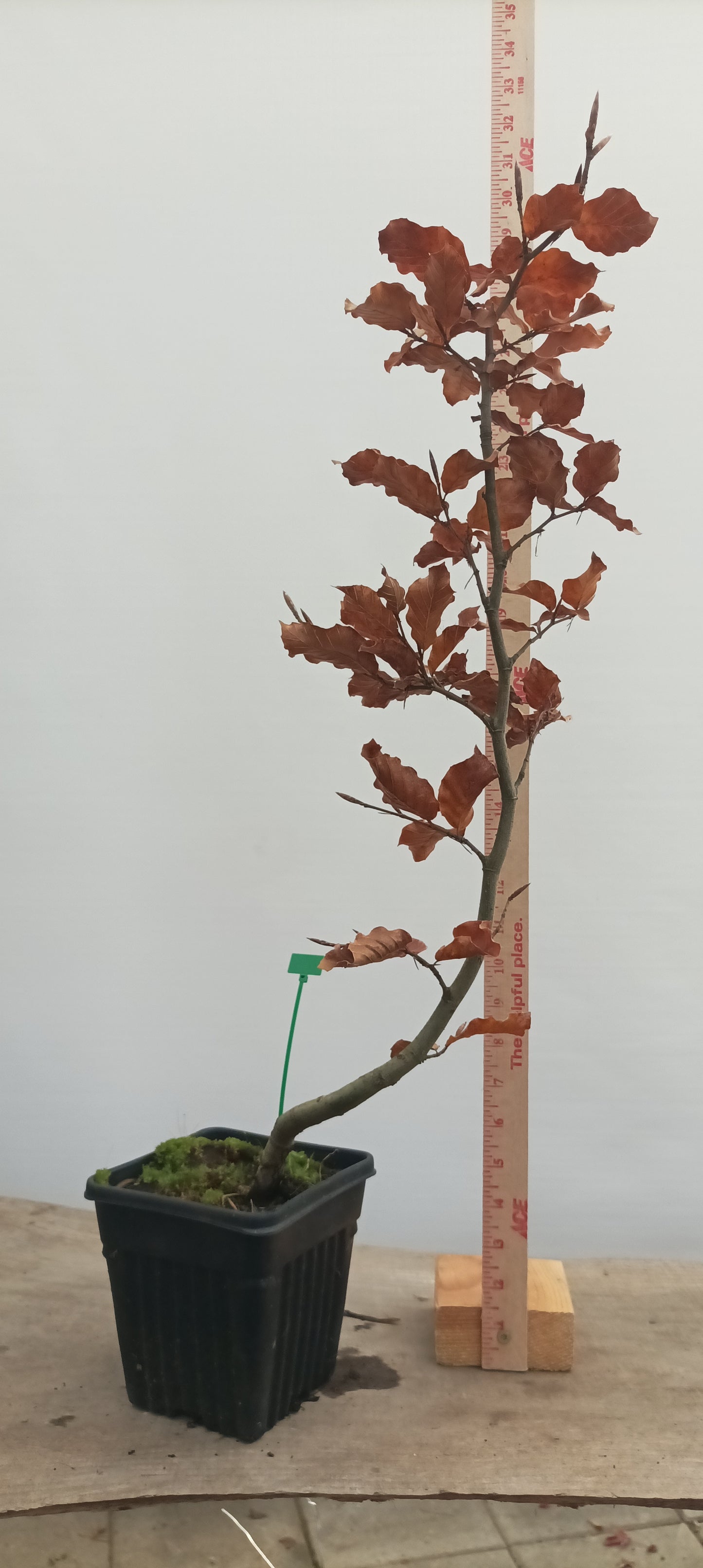 European Beech in a 6" pot (FS6-24)