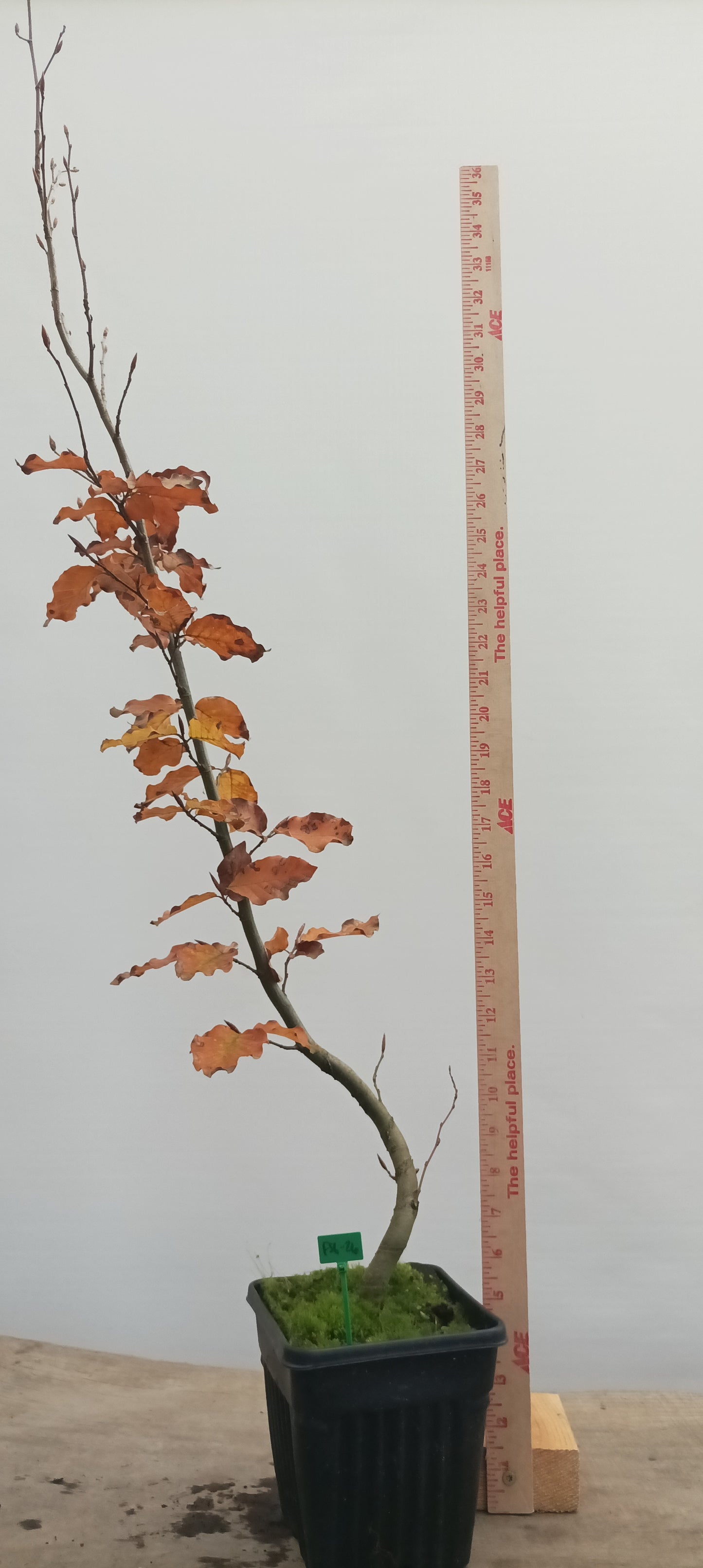 European Beech in a 6" pot (FS6-26)