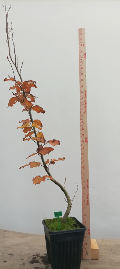 European Beech in a 6" pot (FS6-26)