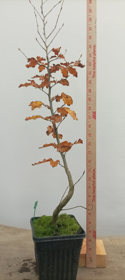 European Beech in a 6" pot (FS6-26)