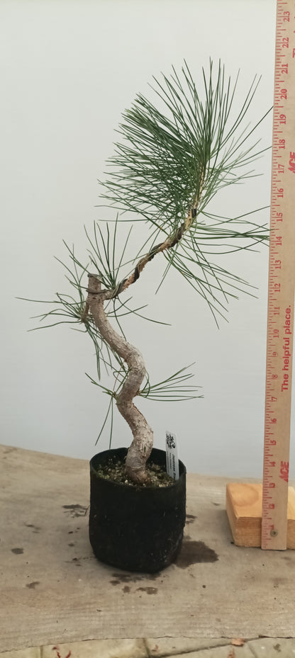 Japanese Black Pine in 6" grow bag (PTB-21)