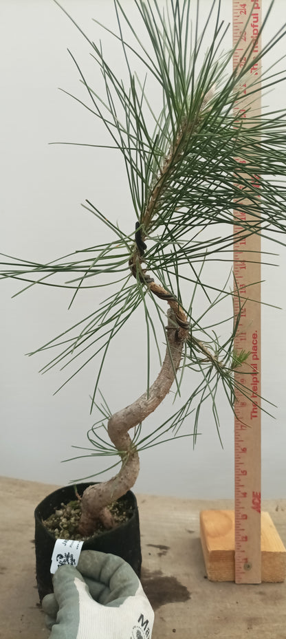 Japanese Black Pine in 6" grow bag (PTB-21)