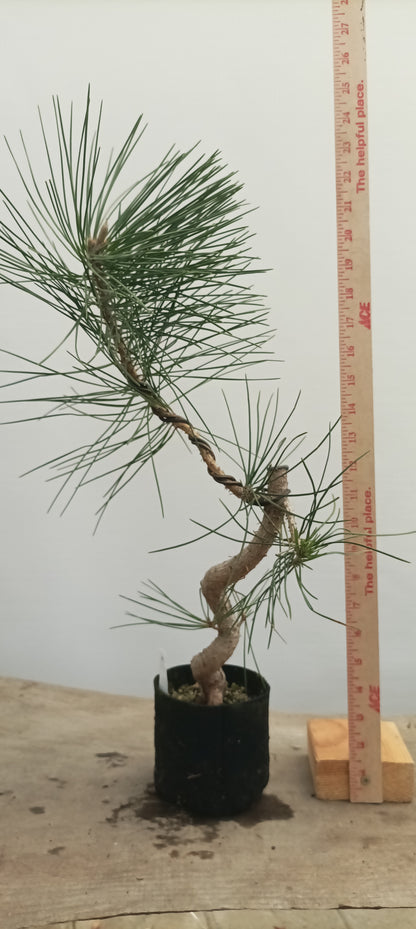 Japanese Black Pine in 6" grow bag (PTB-21)