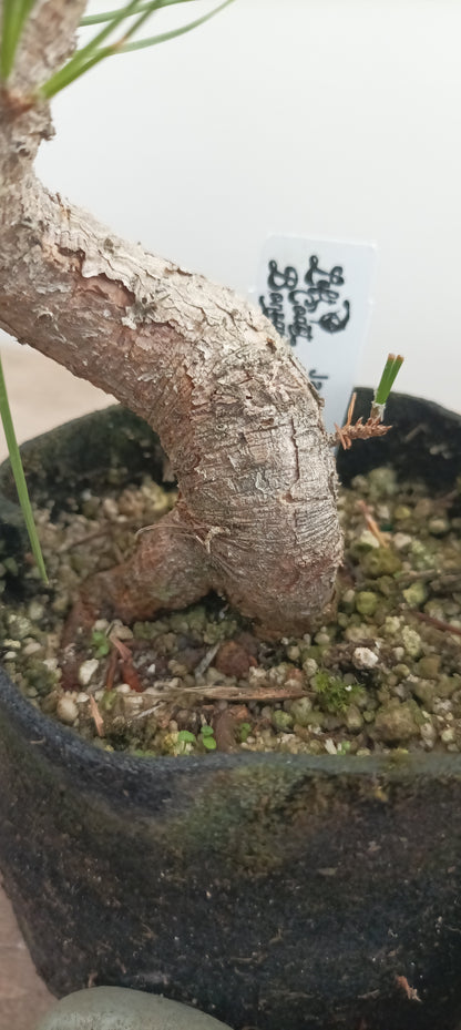 Japanese Black Pine in 6" grow bag (PTB-21)