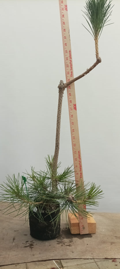 Japanese Black Pine in 6" grow bag (PTB-24)