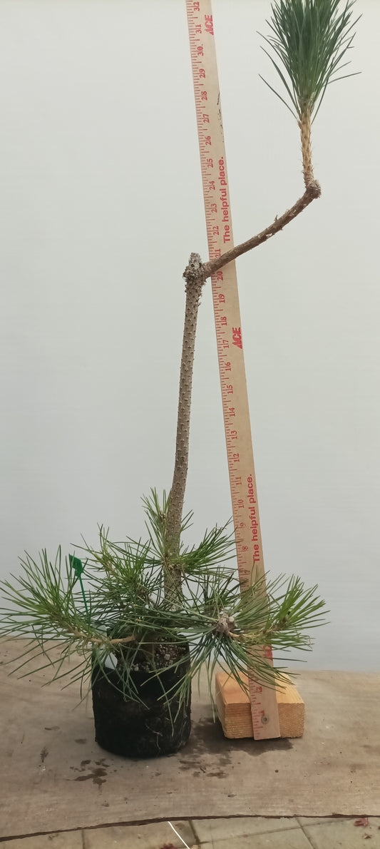 Japanese Black Pine in 6" grow bag (PTB-24)