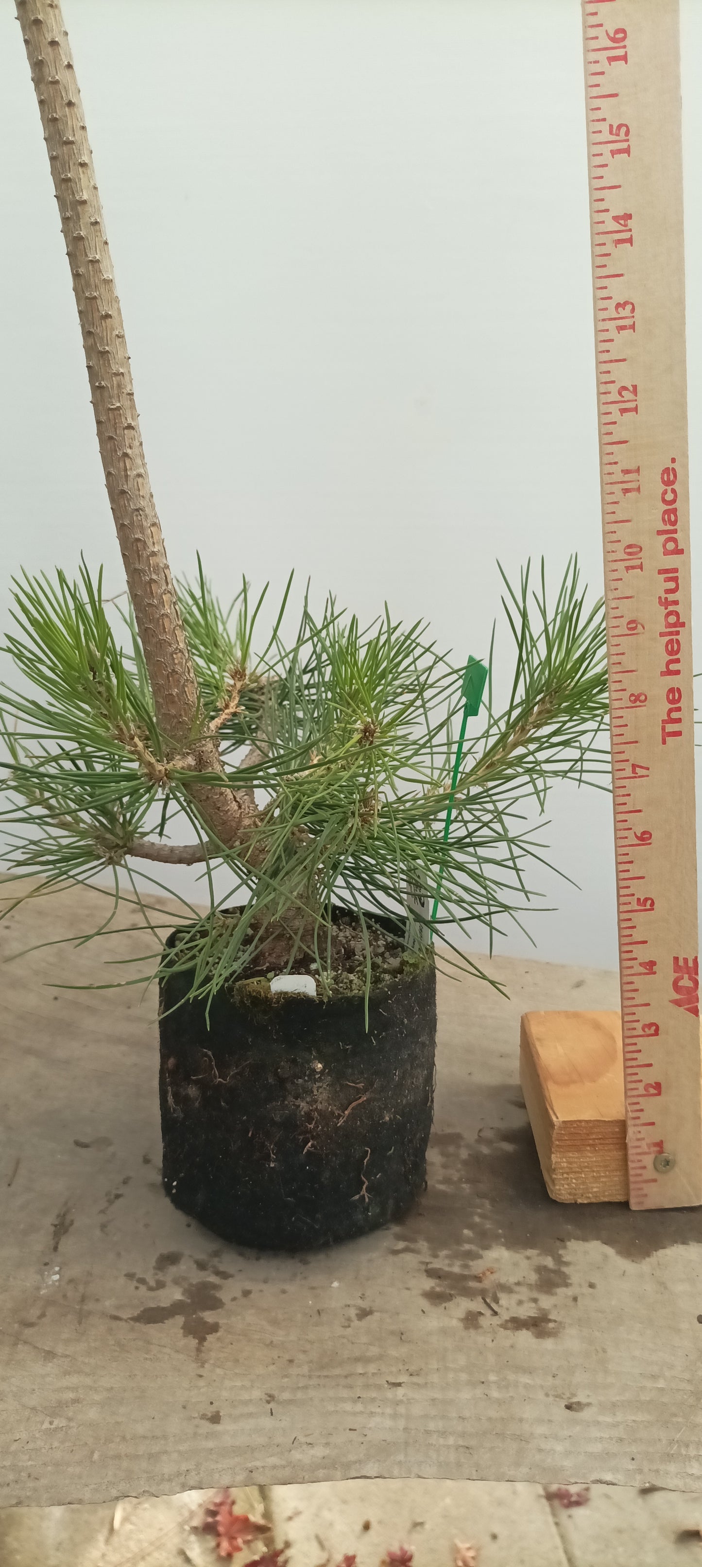 Japanese Black Pine in 6" grow bag (PTB-24)