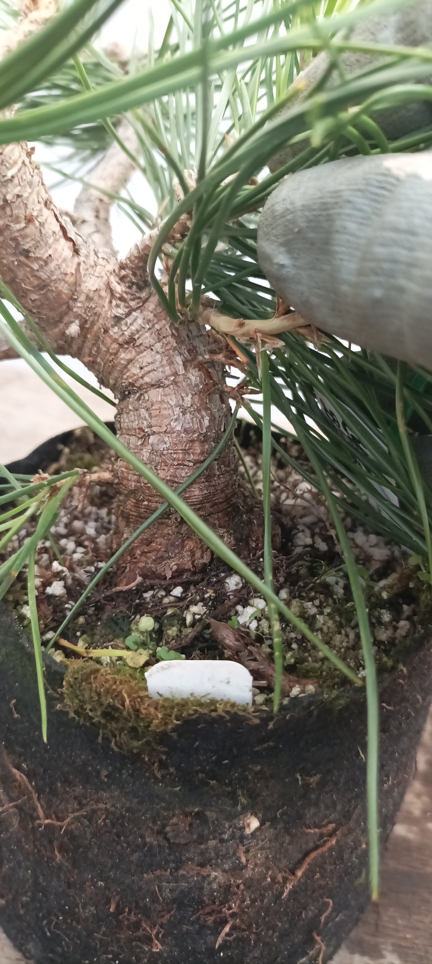 Japanese Black Pine in 6" grow bag (PTB-24)