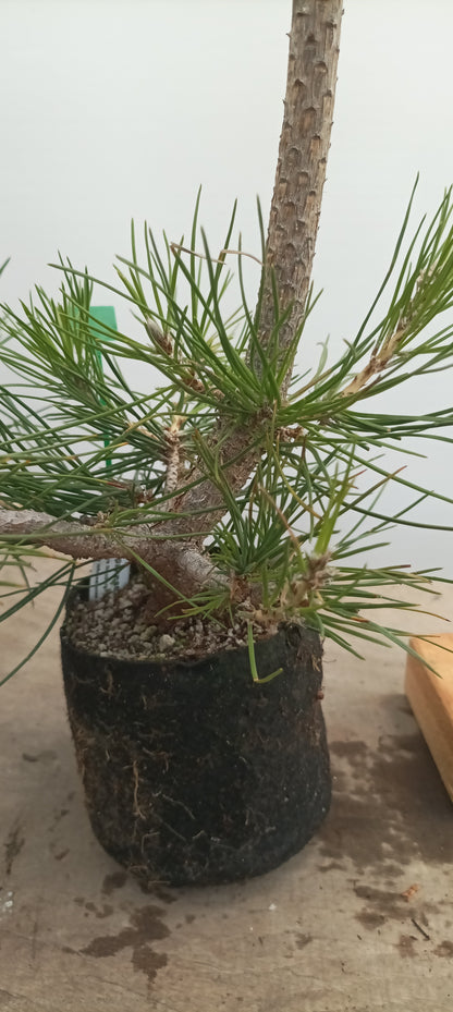 Japanese Black Pine in 6" grow bag (PTB-24)