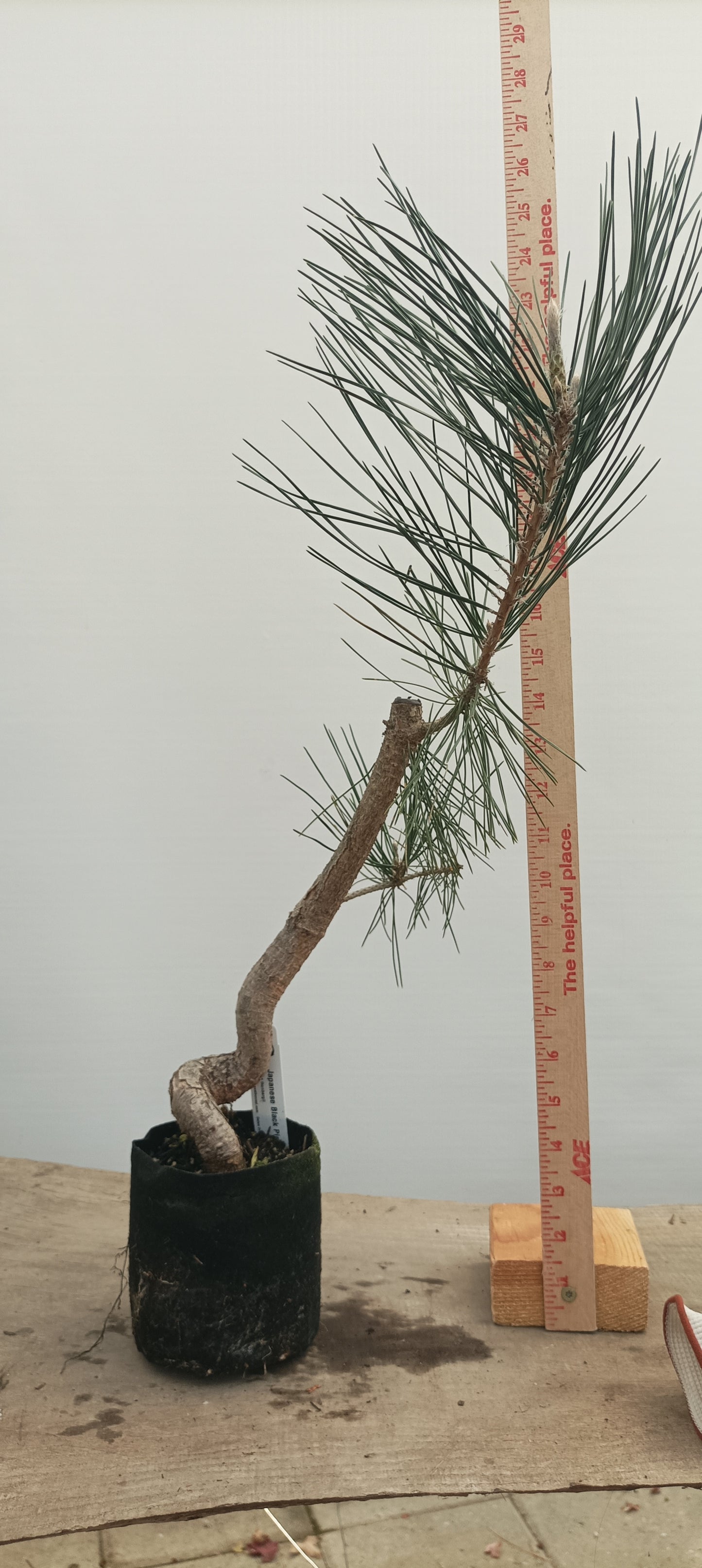 Japanese Black Pine in 6" grow bag (PTB-22)