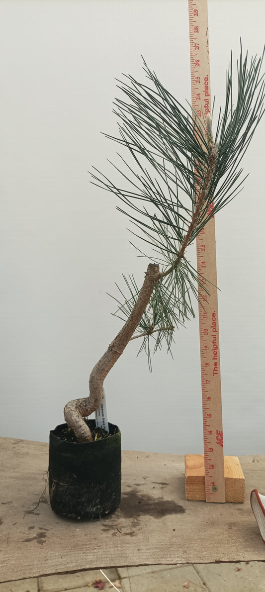 Japanese Black Pine in 6" grow bag (PTB-22)