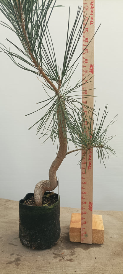 Japanese Black Pine in 6" grow bag (PTB-22)