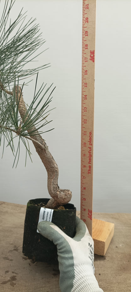 Japanese Black Pine in 6" grow bag (PTB-22)