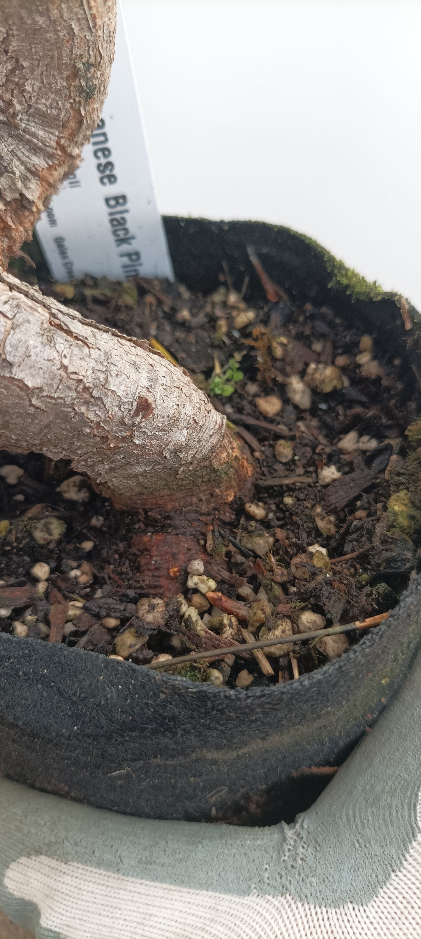 Japanese Black Pine in 6" grow bag (PTB-22)