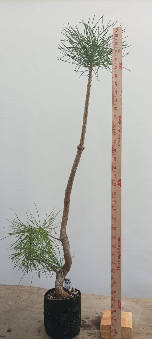 Scots Pine in 6" grow bag (PSB-22)