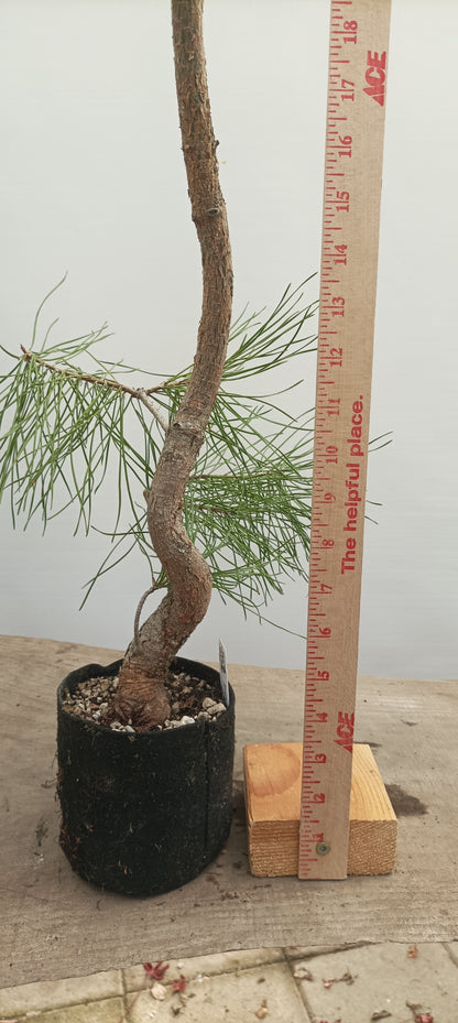 Scots Pine in 6" grow bag (PSB-22)
