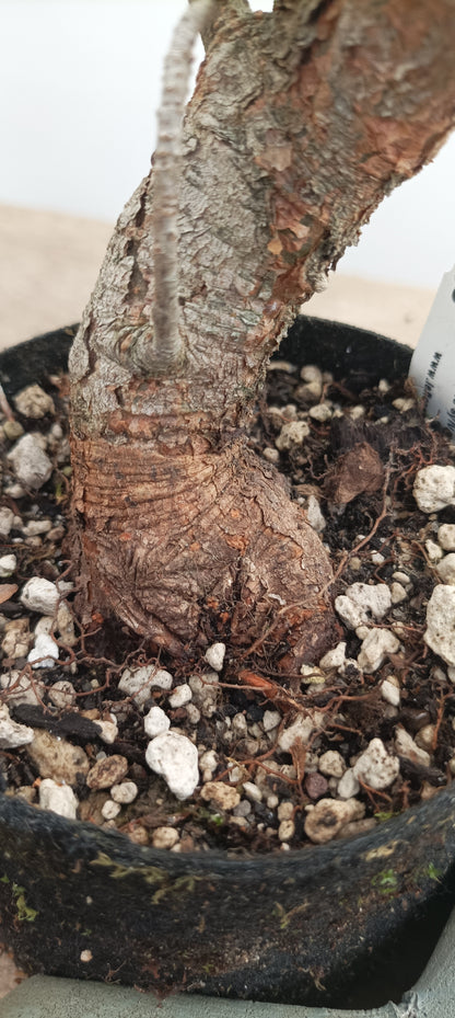 Scots Pine in 6" grow bag (PSB-22)