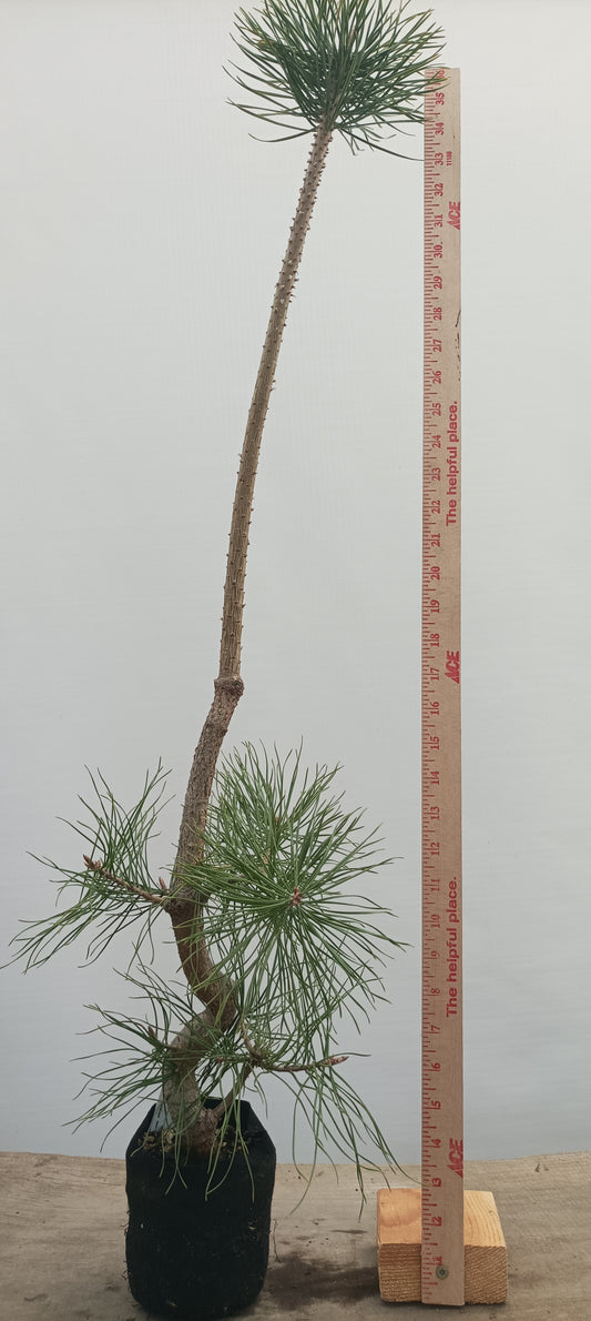 Scots Pine in 6" grow bag (PSB-21)