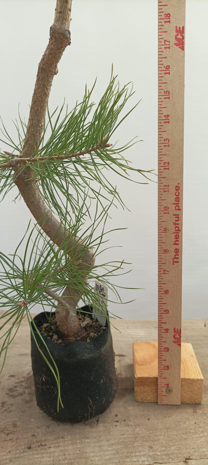 Scots Pine in 6" grow bag (PSB-21)