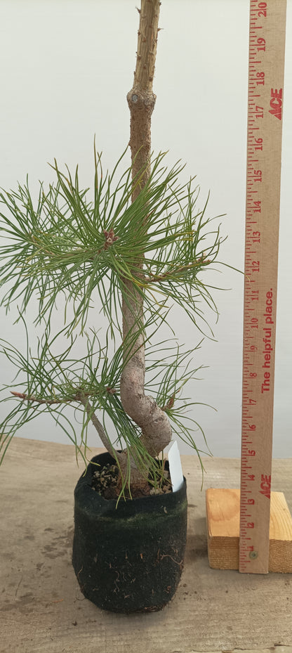 Scots Pine in 6" grow bag (PSB-21)