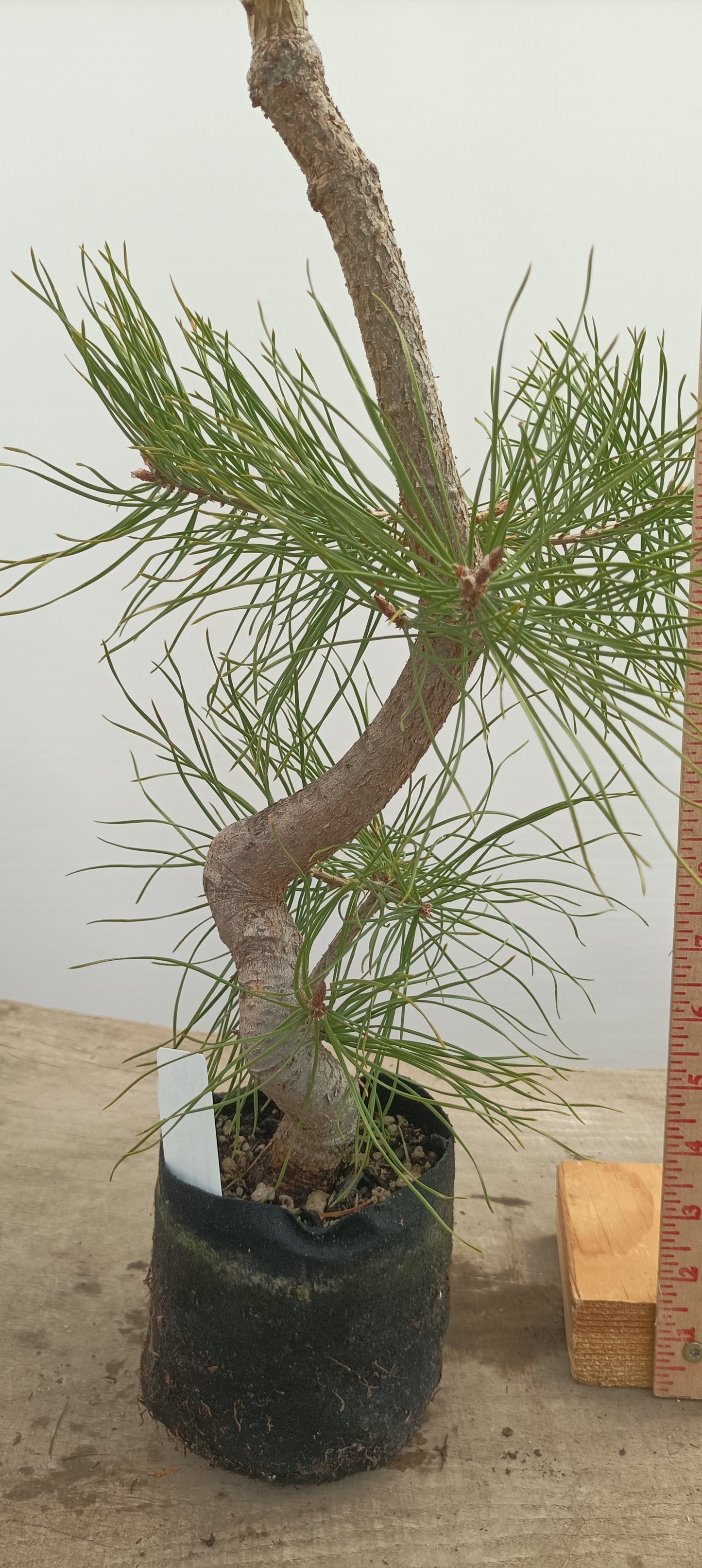 Scots Pine in 6" grow bag (PSB-21)