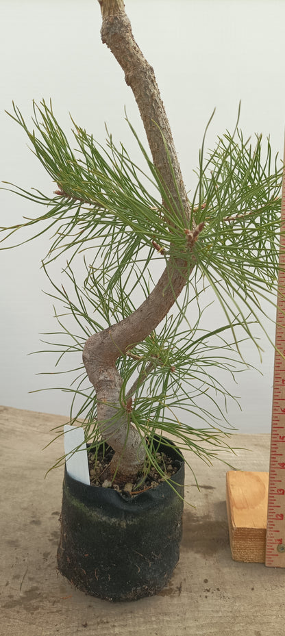 Scots Pine in 6" grow bag (PSB-21)