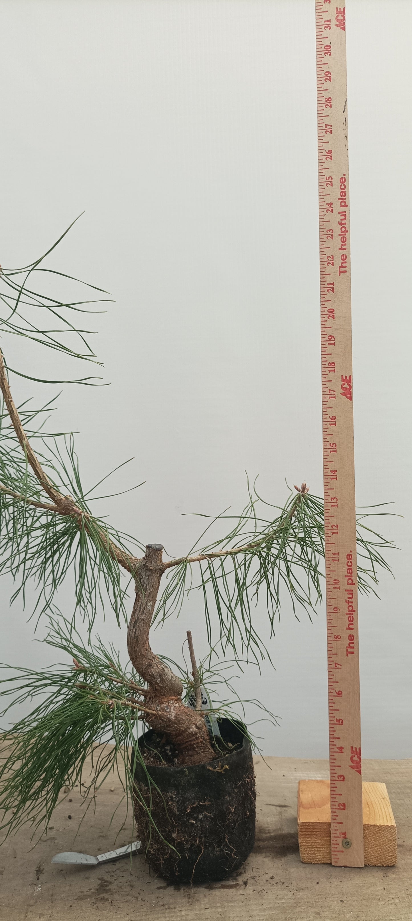 Scots Pine in 6" grow bag (PSB-23)