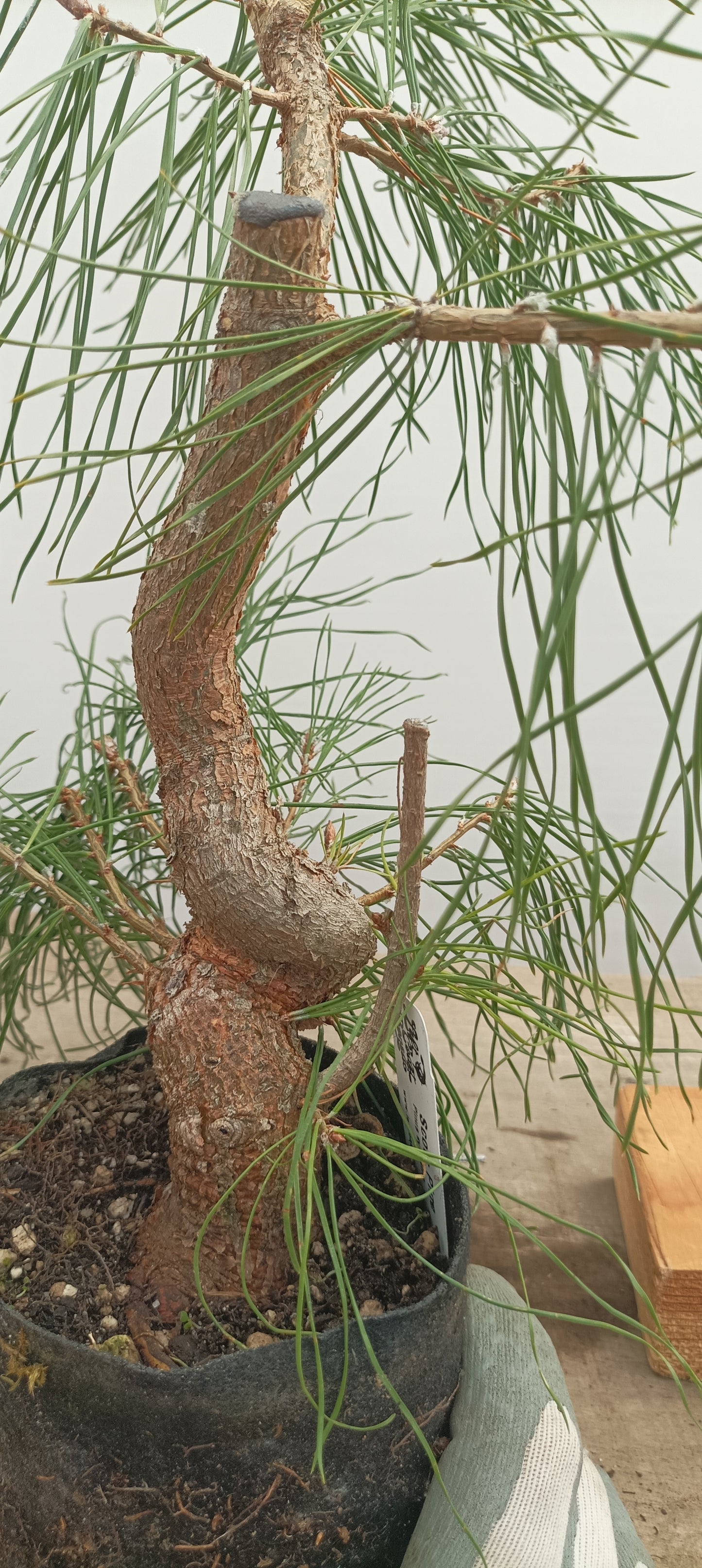 Scots Pine in 6" grow bag (PSB-23)