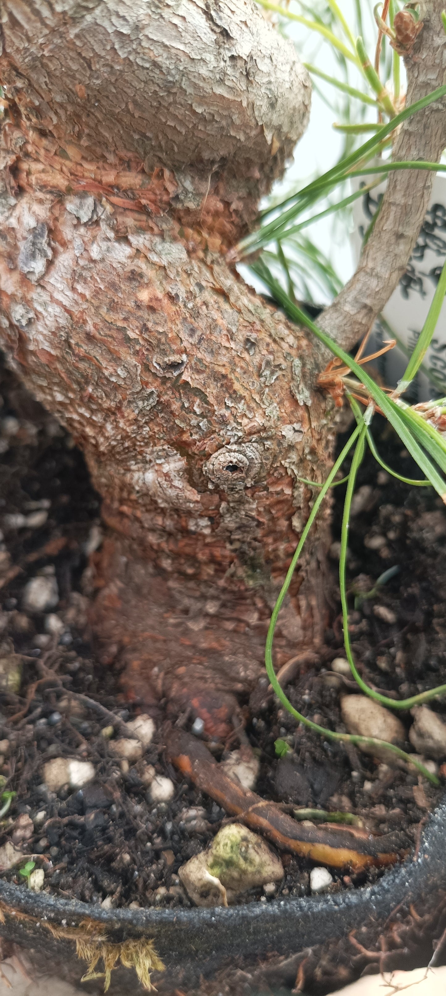 Scots Pine in 6" grow bag (PSB-23)