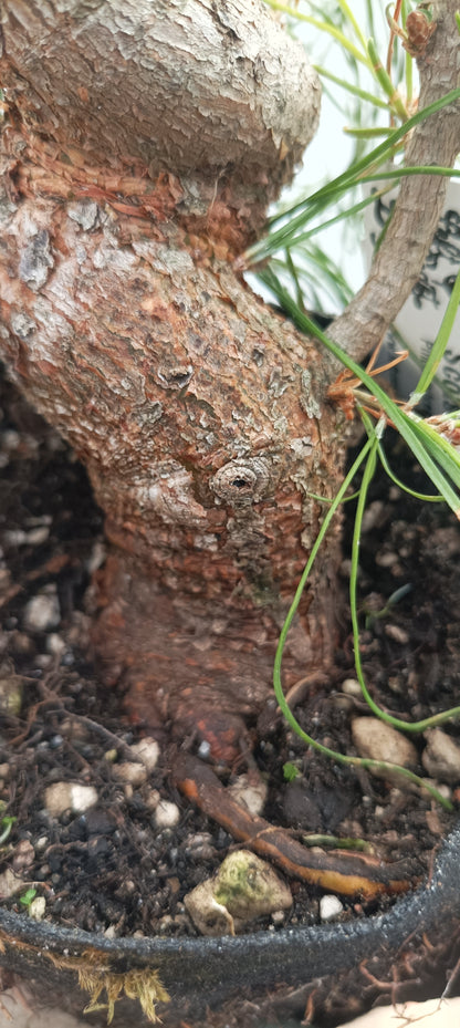 Scots Pine in 6" grow bag (PSB-23)