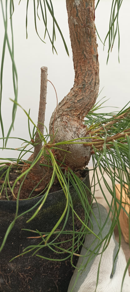 Scots Pine in 6" grow bag (PSB-23)