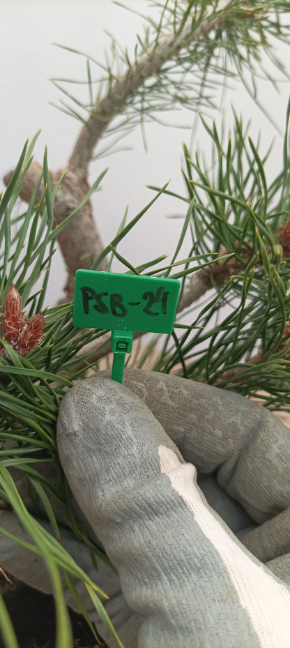 Scots Pine in 6" grow bag (PSB-24)