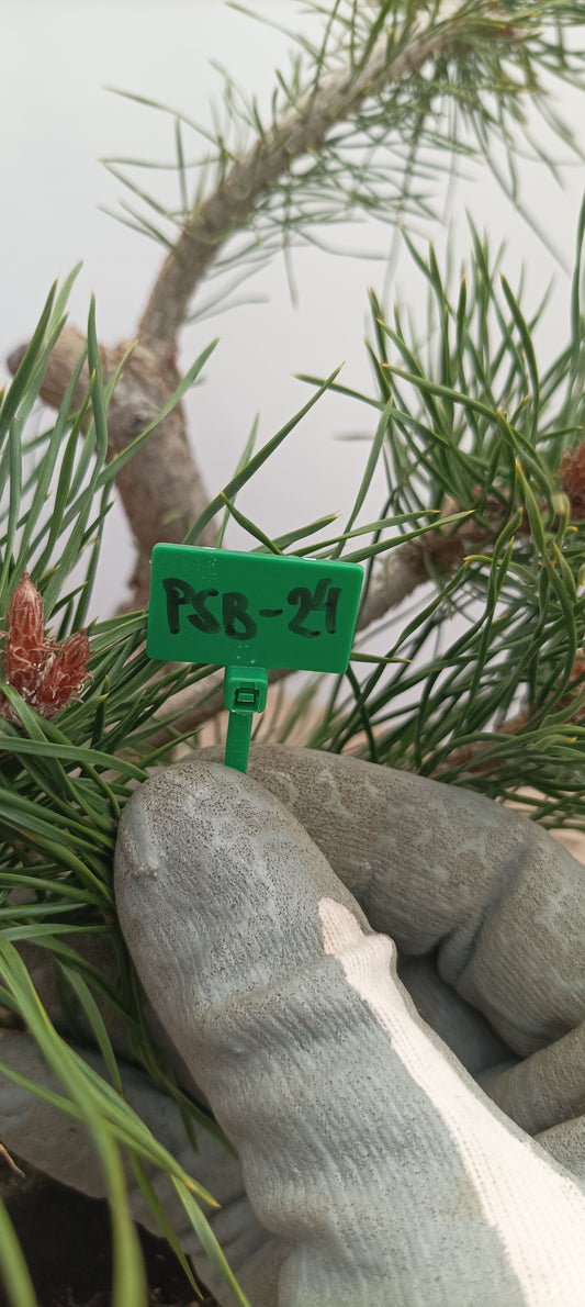 Scots Pine in 6" grow bag (PSB-24)