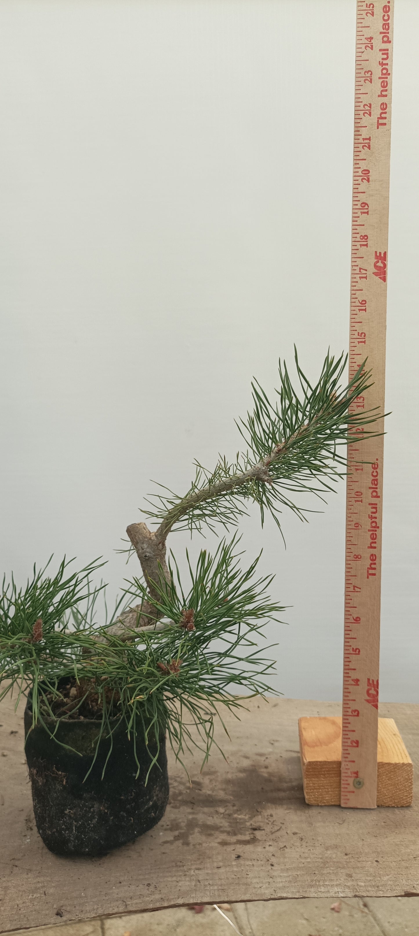 Scots Pine in 6" grow bag (PSB-24)