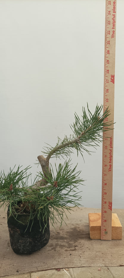 Scots Pine in 6" grow bag (PSB-24)