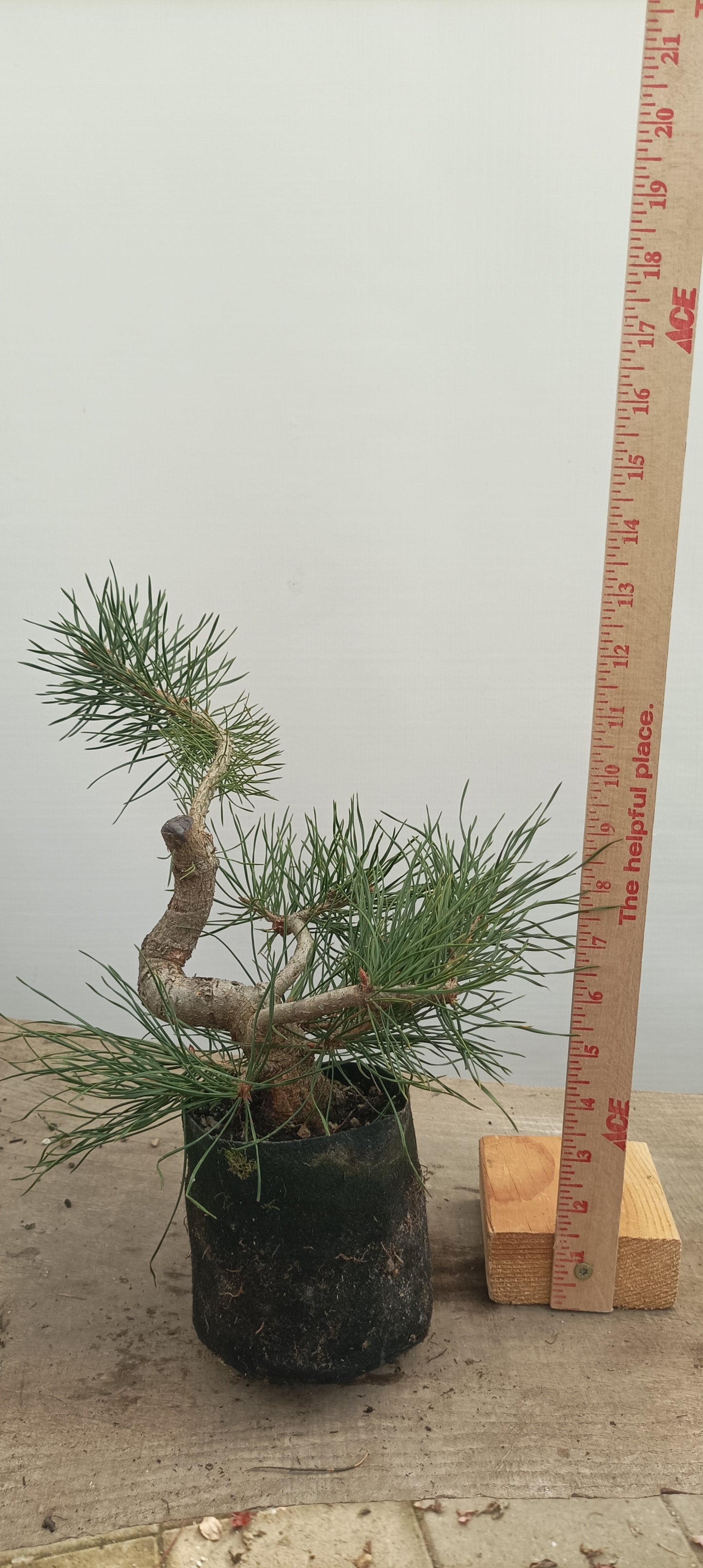 Scots Pine in 6" grow bag (PSB-24)