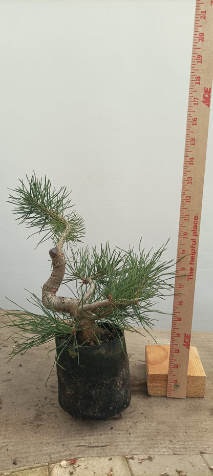 Scots Pine in 6" grow bag (PSB-24)