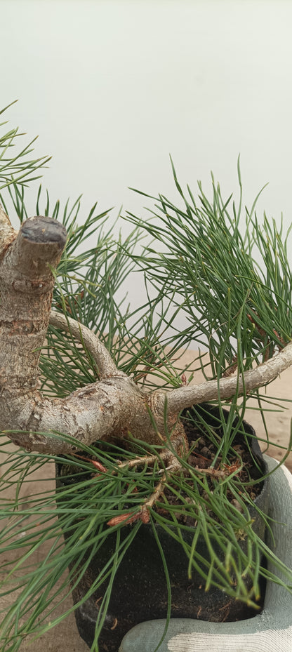 Scots Pine in 6" grow bag (PSB-24)