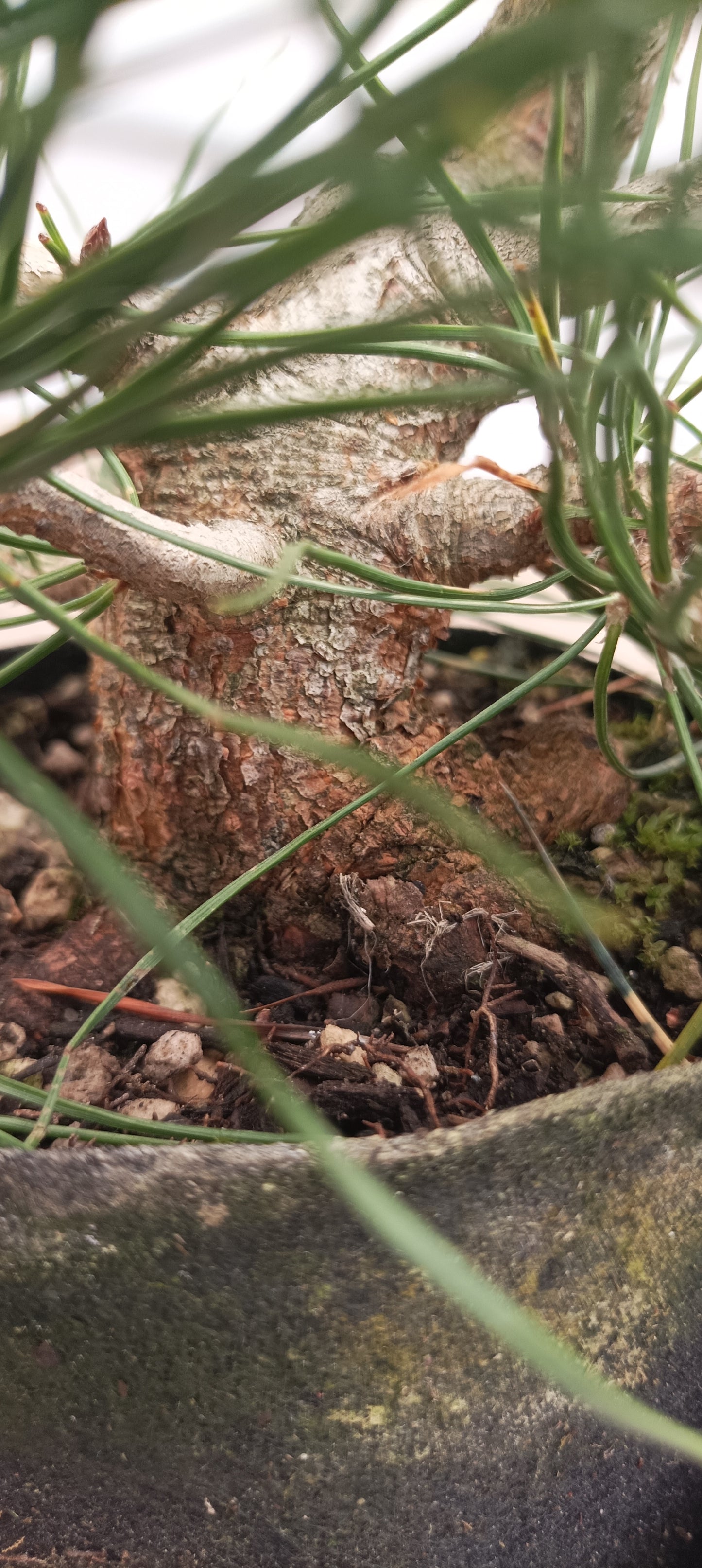 Scots Pine in 6" grow bag (PSB-24)